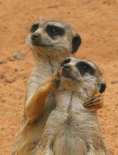 Some naughty and funny animals 2 ~ Weird and wonderful news library